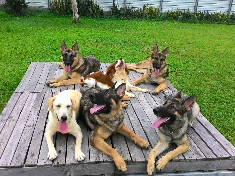 家庭犬訓練
